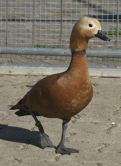前插